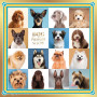 Дизайнерська хустка My Scarf "DOG SHOW" 70 на 70 см лімітована колекція