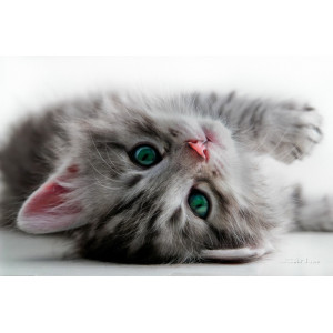 Кошеня Кошеня