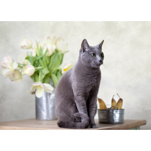Натюрморт з котом