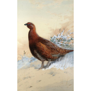 A red grouse in the snow