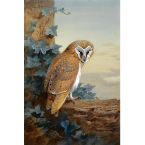 A barn owl