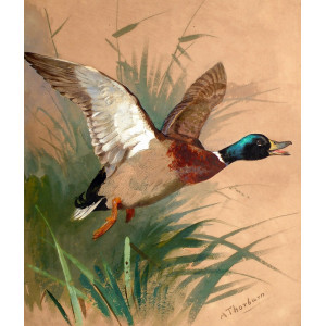 THAR11