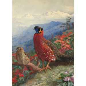 A pair of satyr tragopans