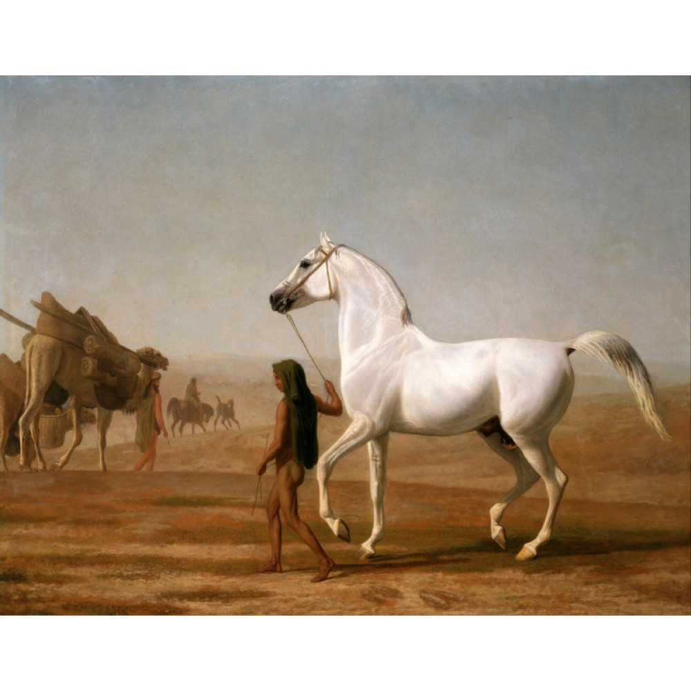 The Wellesley Grey Arabian Led through the Desert
